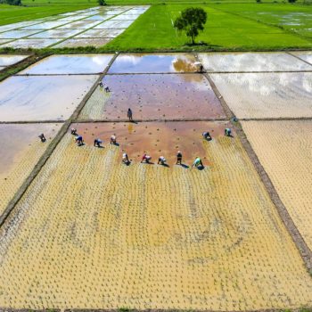 aerial-view-group-traditional-farmer-planting-rice-field